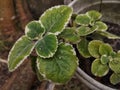 anthophyta. beautiful plant leaves in pots. Blur photo