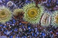 Anthopleura elegantissima pacific anenome