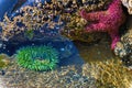 Anthopleura And Star in a Tide Pool