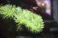 Anthopleura xanthogrammica in the aquarium. A landscape of beautiful and colorful life under water