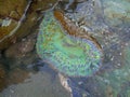 Anthopleura xanthogrammica is giant green anemone, species of intertidal sea anemone of the family Actiniidae.