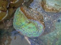 Anthopleura xanthogrammica is giant green anemone, species of intertidal sea anemone of the family Actiniidae.