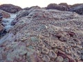 Anthopleura xanthogrammica is giant green anemone, species of intertidal sea anemone of the family Actiniidae.