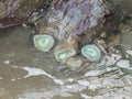 Tidal animals and Anthopleura xanthogrammica is giant green anemone, species of intertidal sea anemone of the family Actiniidae.