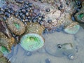 Tidal animals and Anthopleura xanthogrammica is giant green anemone, species of intertidal sea anemone of the family Actiniidae.