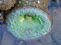 Tidal animals and Anthopleura xanthogrammica is giant green anemone, species of intertidal sea anemone of the family Actiniidae.