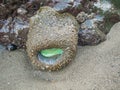 Tidal animals and Anthopleura xanthogrammica is giant green anemone, species of intertidal sea anemone of the family Actiniidae.