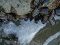 Tidal animals and Anthopleura xanthogrammica is giant green anemone, species of intertidal sea anemone of the family Actiniidae.