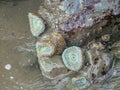 Tidal animals and Anthopleura xanthogrammica is giant green anemone, species of intertidal sea anemone of the family Actiniidae.