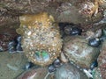 Tidal animals and Anthopleura xanthogrammica is giant green anemone, species of intertidal sea anemone of the family Actiniidae.