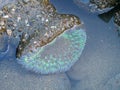 Tidal animals and Anthopleura xanthogrammica is giant green anemone, species of intertidal sea anemone of the family Actiniidae.