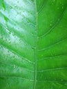 Anthorium germany, anthorium germany leaf with water drops after rain-background Royalty Free Stock Photo