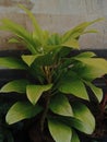Anthorium Jemani Plant Royalty Free Stock Photo