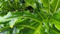 Anthorium leaf after rain II Royalty Free Stock Photo