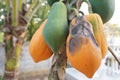 Anthracnose in papaya fruit Royalty Free Stock Photo