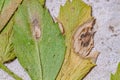 Anthracnose of chickpea
