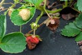 Anthracnose disease affecting a ripe strawberry fruit