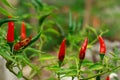 Anthracnose disease in chili Will result with biological pests and physiological disorders wilt disease caused Royalty Free Stock Photo