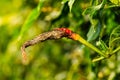 Anthracnose disease in chilli Royalty Free Stock Photo