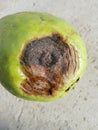 Anthracnose disease on guava fruit