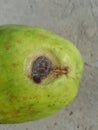 Anthracnose disease on guava fruit