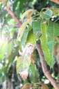 Black spot on the mango leaves