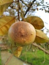 Anthracnose disease on star apple fruit