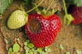 Anthracnose fungal disease affecting a ripe strawberry Royalty Free Stock Photo