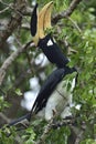 Anthracoceros coronatus, Lesser pied hornbill Royalty Free Stock Photo