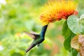 Anthracothorax nigricollis, Black-throated Mango hummingbird feeding in a garden Royalty Free Stock Photo