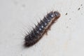 Anthrenus verbasci larvae climbs a concrete wall on a sunny day