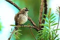 Anthreptes malacensis, Brown-throated Sunbird