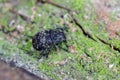 Anthribus nebulosus on wood, macro photo.