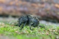 Anthribus nebulosus on wood, macro photo.