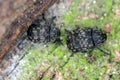 Anthribus nebulosus on wood, macro photo.