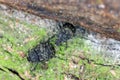 Anthribus nebulosus on wood, macro photo.