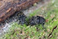 Anthribus nebulosus on wood, macro photo.