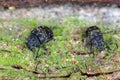 Anthribus nebulosus on wood, macro photo.