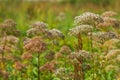 Anthriscus or Chervil is a common plant genus of the family Apia