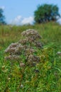 Anthriscus or Chervil is a common plant genus of the family Apia