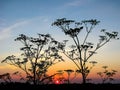 Anthriscus sylvestris also cow parsley Royalty Free Stock Photo