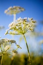 Anthriscus sylvestris Royalty Free Stock Photo