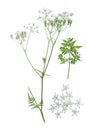 Anthriscus sylvestris