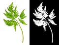 Anthriscus sylvestris green leaf on white with silhouette on black Royalty Free Stock Photo