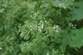 Anthriscus sylvestris is a herbaceous biennial or short-lived perennial plant in the family Apiaceae, Umbelliferae.
