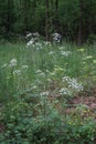 Anthriscus sylvestris is a herbaceous biennial or short-lived perennial plant in the family Apiaceae, Umbelliferae