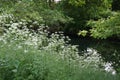 Anthriscus sylvestris is a herbaceous biennial or short-lived perennial plant in the family Apiaceae, Umbelliferae.Berlin