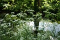 Anthriscus sylvestris is a herbaceous biennial or short-lived perennial plant in the family Apiaceae, Umbelliferae.Berlin