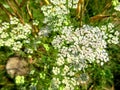 Cow parsley, wild chervil, wild beaked parsley, or keck Royalty Free Stock Photo