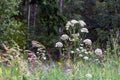 Cow parsley , Anthriscus sylvestris